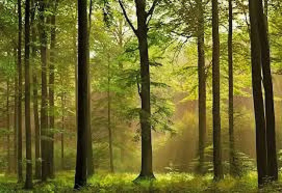 Ново горско стопанство действа край София