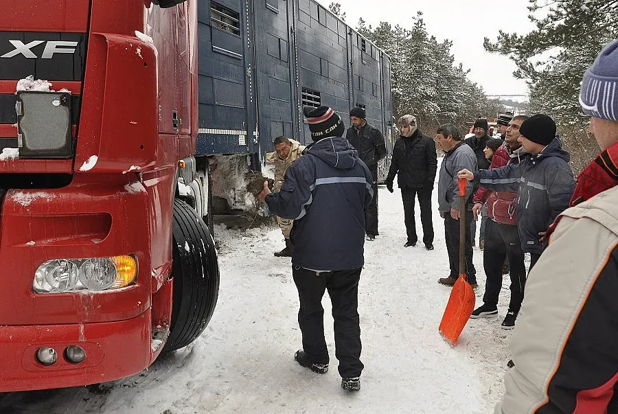 Датски ТИР с говеда закъса на БГ село