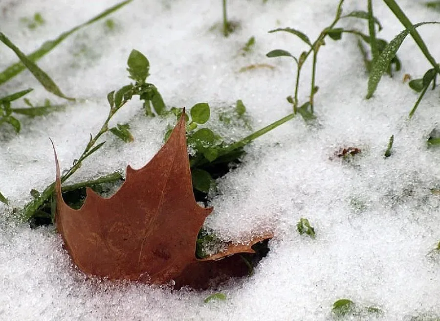Ледена кора на повърхността на река Осъм