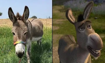 Почина най-известното магаре в света