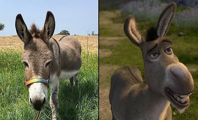 Почина най-известното магаре в света