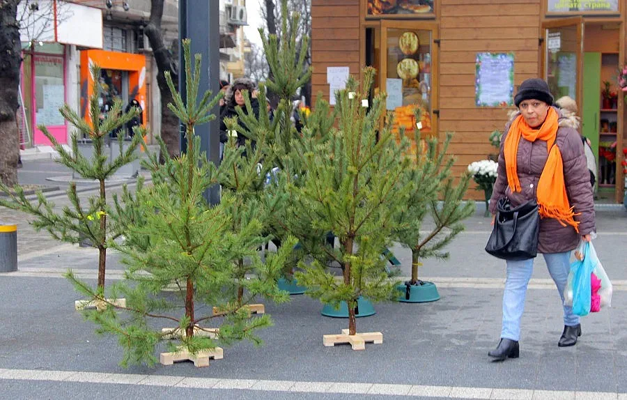 Инспектори иззеха елхи от търговци