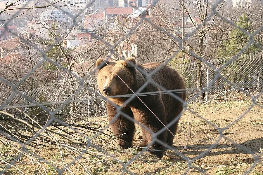 Мечки се ширят в нов „апартамента" в благоевградския зоопарк
