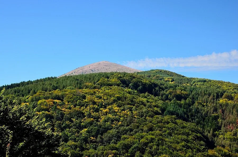 Над половин милион си докарва Трън от гората