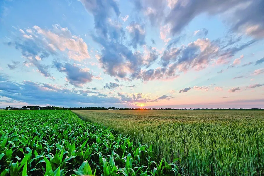  Неизвестни отмъкнаха разсад от 6 дка нива