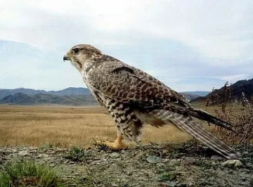 Отвлякоха 26 катарски ловци в Южен Ирак