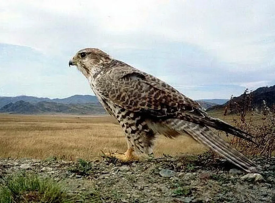 Отвлякоха 26 катарски ловци в Южен Ирак