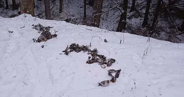 Обрат! Нова версия за птиците в Копривщица