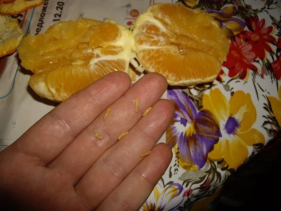 Снимка на портокали с червеи взриви Фейсбук