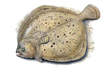 Запазихме квотата за улов на калкан