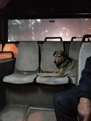 Куче се вози на топло в 280