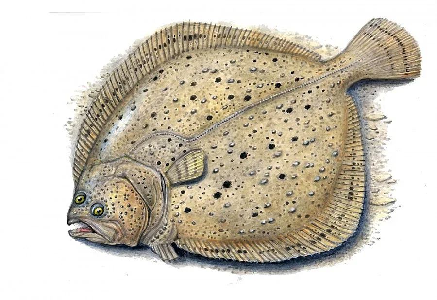 ЕС забранява улова на калкан