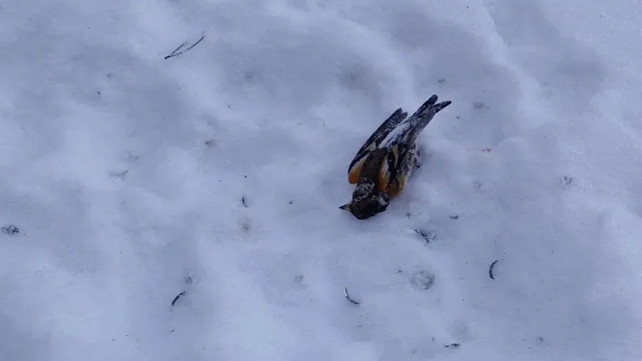 1007 мъртви птици след новогодишна заря