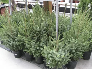 Пускат над 4 000 елхи на пазарите в Перник и Кюстендил