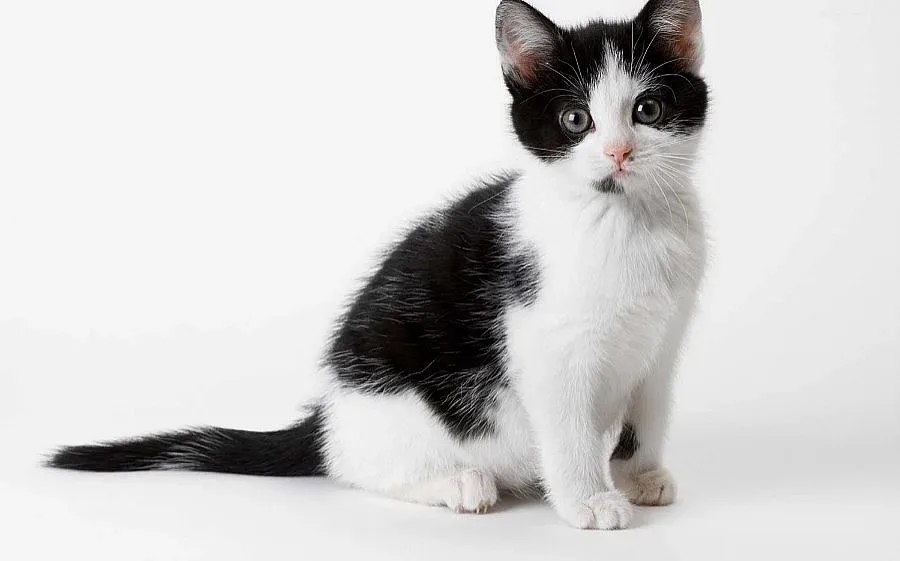 Котка се върна при стопанина си след 8 години