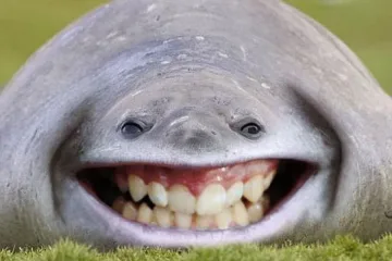 Вицове за следобедно кафе