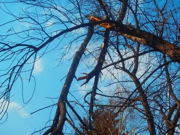 Отсякоха опасни дървета в Разлог