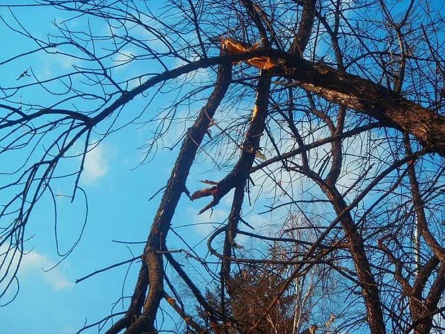 Отсякоха опасни дървета в Разлог