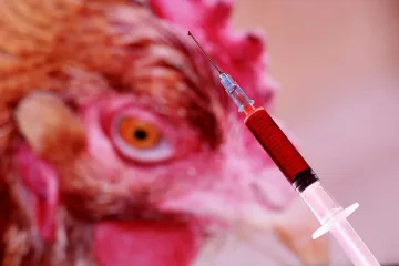 Нов вирус върлува в Европа