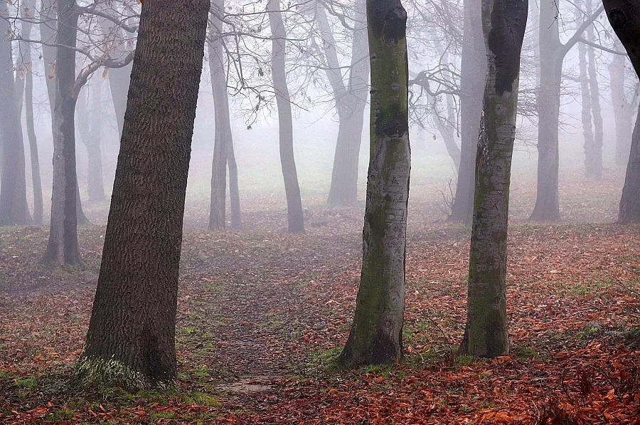 Мъгливо начало на седмицата 
