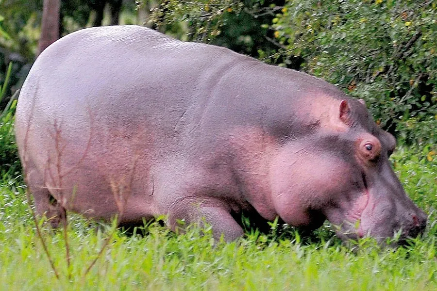 Хипопотами на Ескобар паникьосаха колумбийци