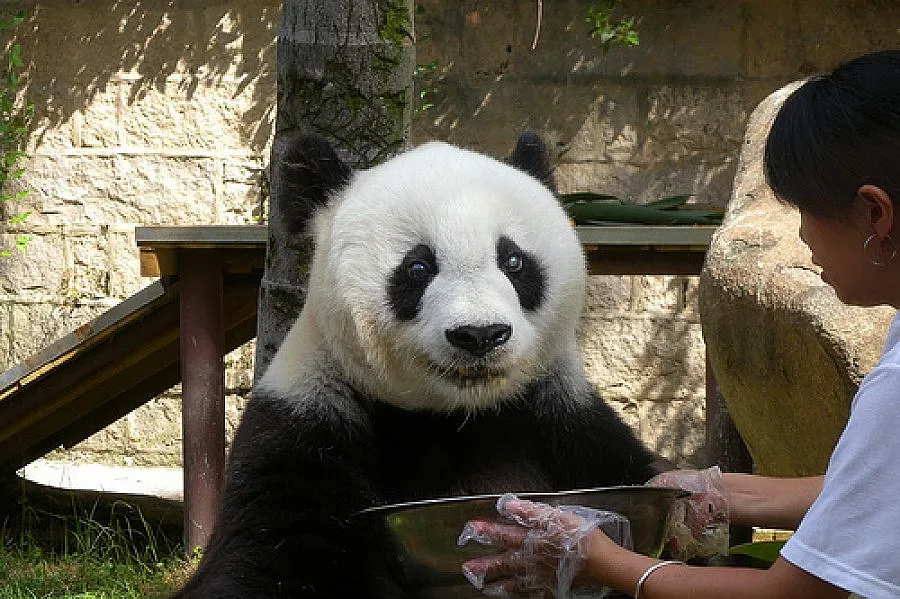 Втората най-стара панда на света отпразнува 140-и рожден ден