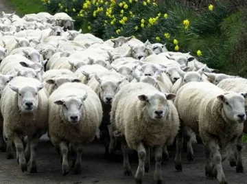 Умъртвиха хуманно заразените овце в с. Кочан