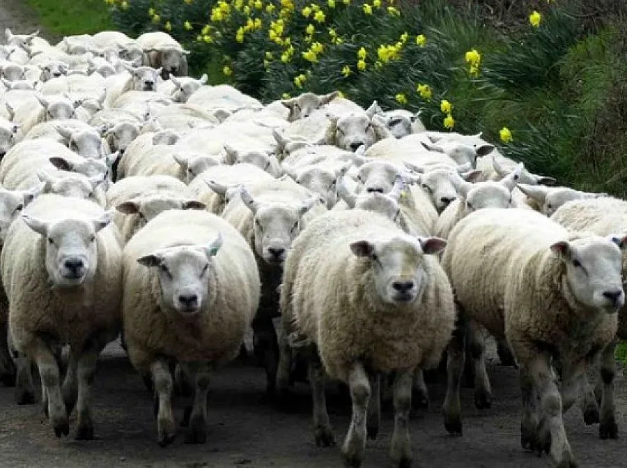 Умъртвиха хуманно заразените овце в с. Кочан