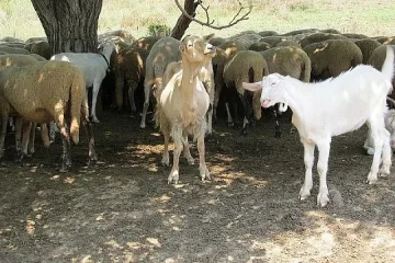 Проверят бруцелозата в Кочан да не е от гръцки овце