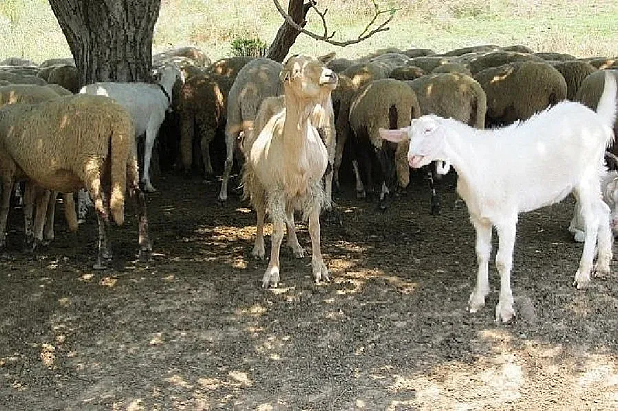 Проверят бруцелозата в Кочан да не е от гръцки овце