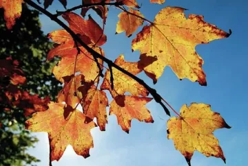 Леко затопляне