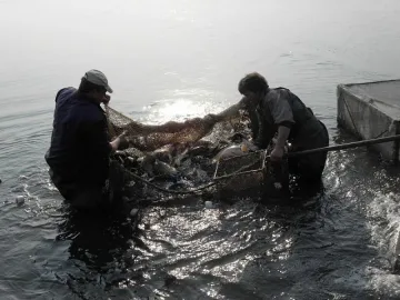 Морските вълци искат помощ, за да оцелеят