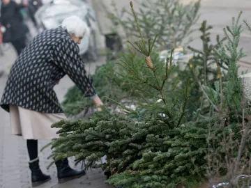 Купуваме все повече живи елхи за Коледа
