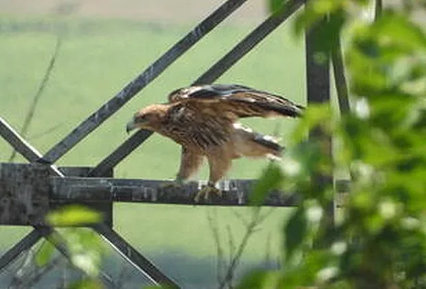 Токов удар уби уникална птица у нас