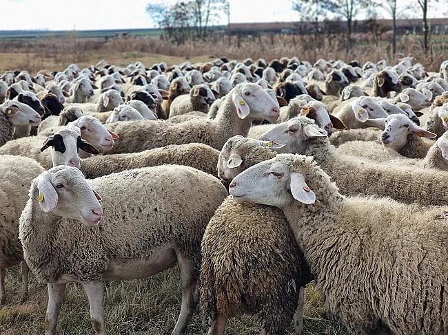 Спешни мерки за животни в Доспат
