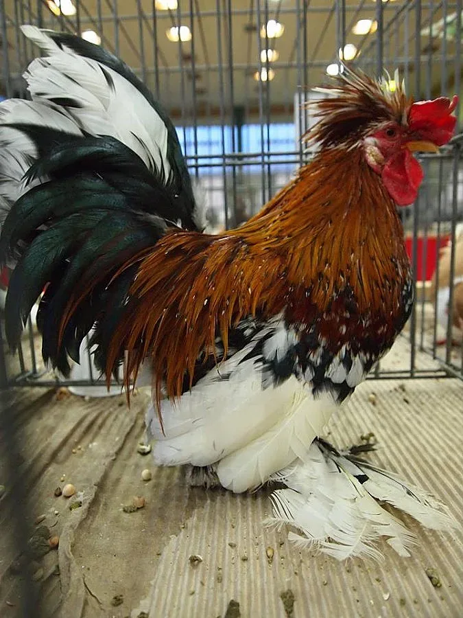 Междунаронда изложба на гълъби и птици в София