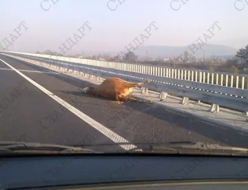 Шофьор съди АПИ за удар в крава 