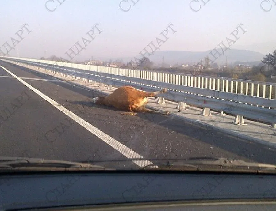 Шофьор съди АПИ за удар в крава 