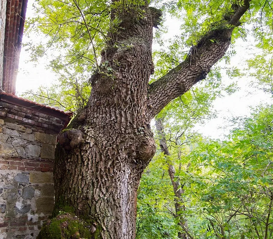 Целебен ясен се бори за международен приз