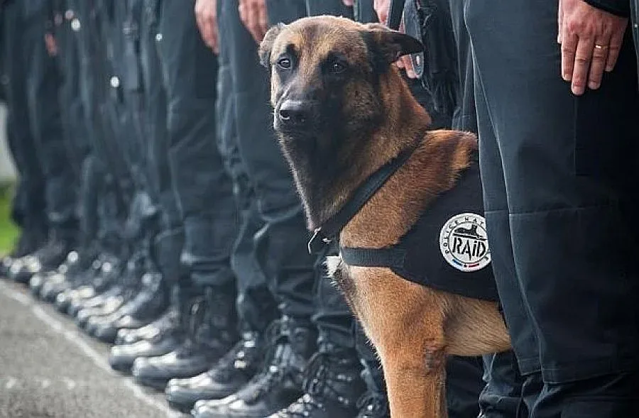 Дизел - четириногият герой на Франция 