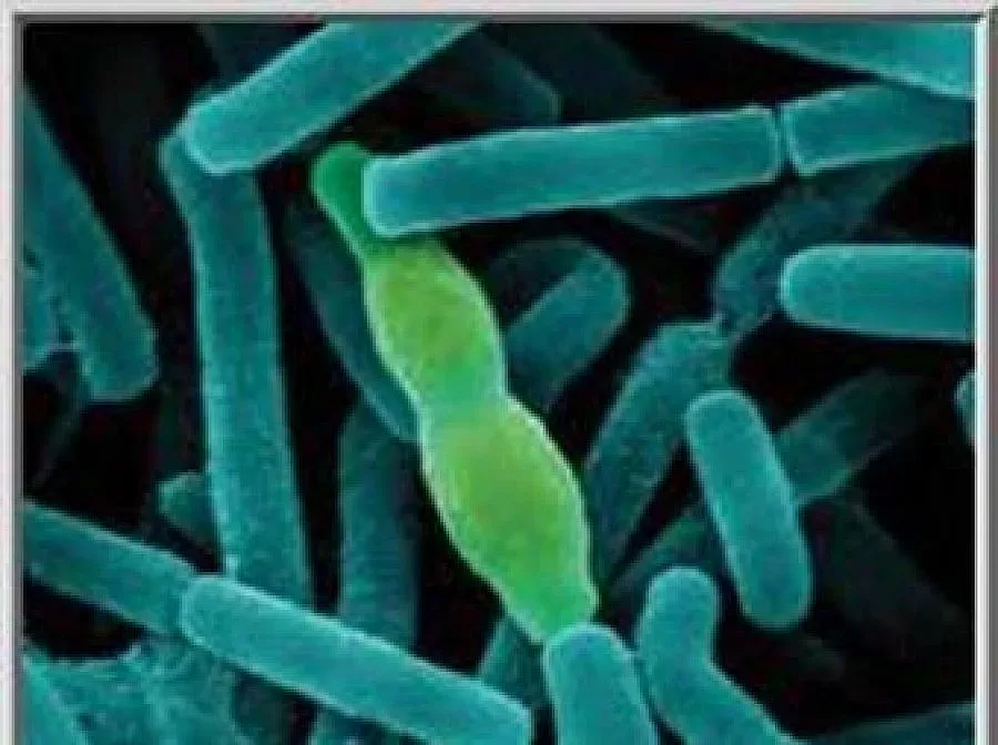 Антракс в Търговище: Унищожиха крава