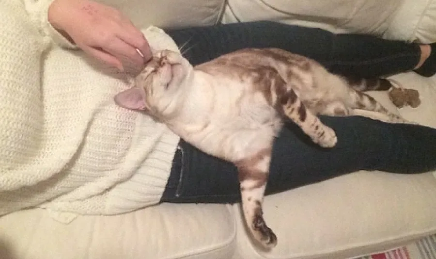 Котка е герой на годината в Швеция