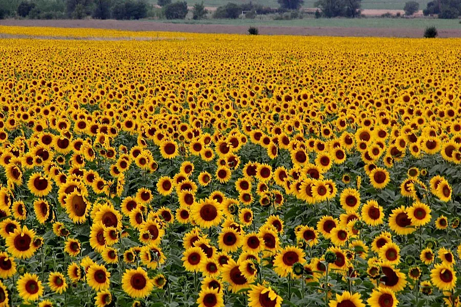 Пускат още 2 г. аванта на офшорките с ниви  