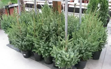 Живите коледни елхи- хит на пазара