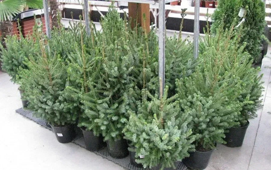 Живите коледни елхи- хит на пазара