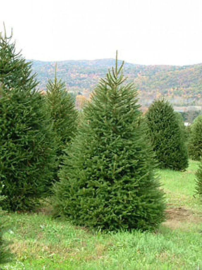 Ловно стопанство печели от живи елхи
