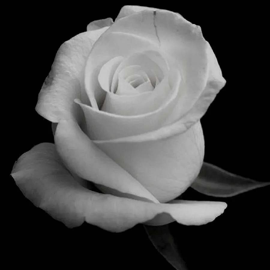 В Разград почетоха поручик, загинал за България на 21 години