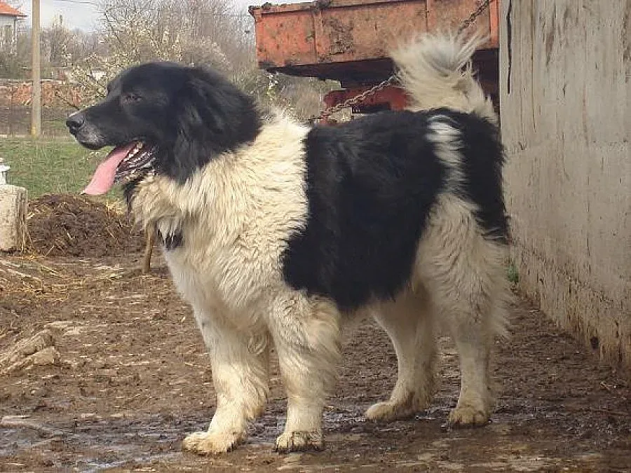 Пес обезобрази 7-годишен хлапак