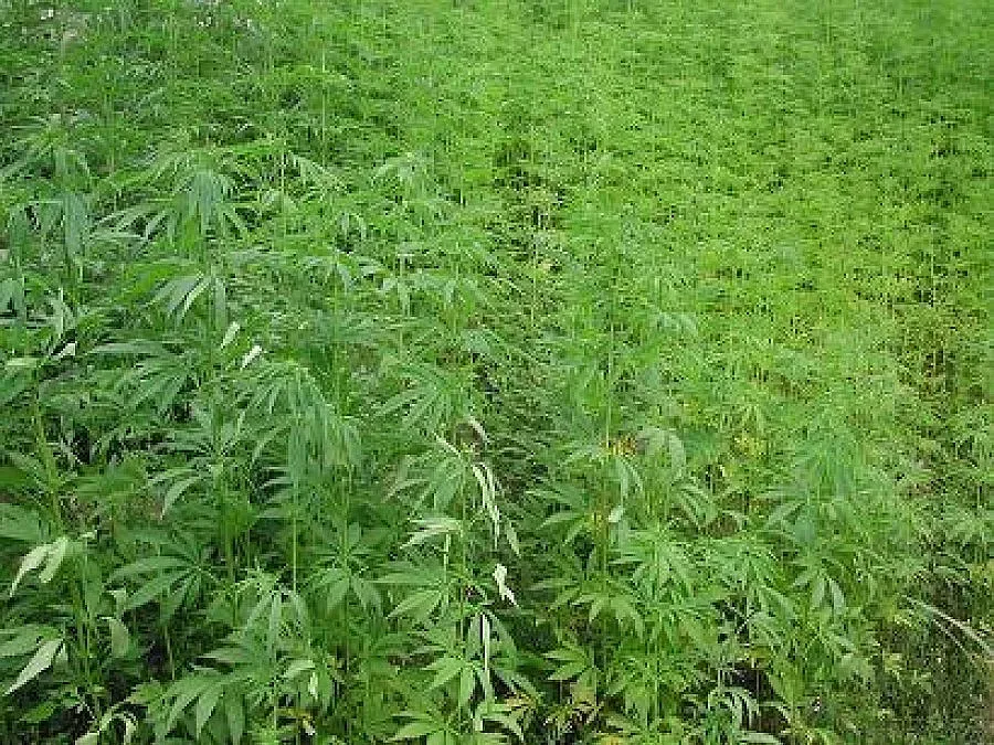 60 - годишен влиза в затвора заради наркооранжерия