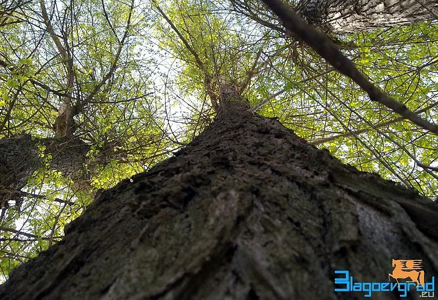 ЮЗДП сезира прокуратурата за нарушения на Витоша